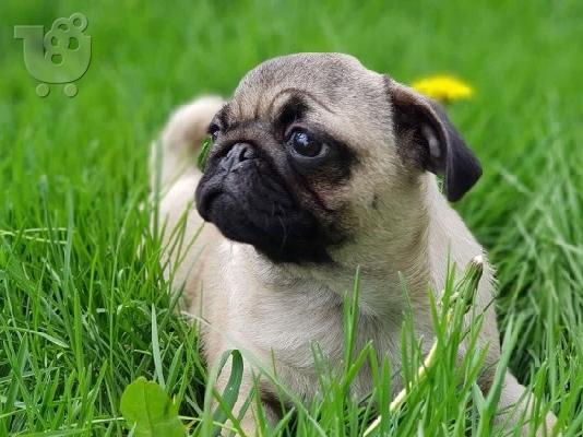 PoulaTo: Χαριτωμένα κουτάβια Pug